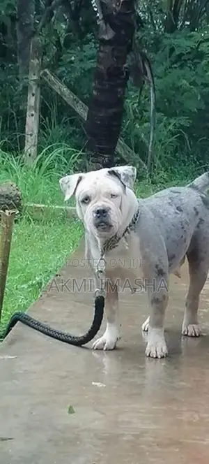 Xl American Bully Female Dog