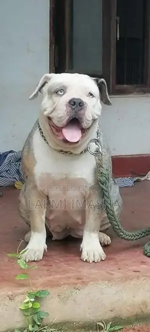 Xl American Bully Female Dog