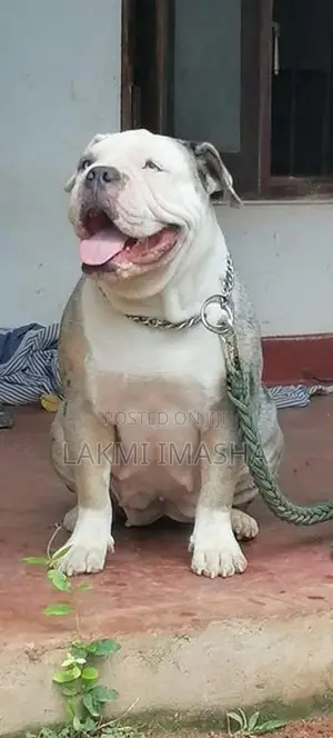Xl American Bully Female Dog