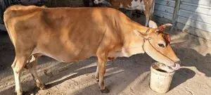 பால் மாடு