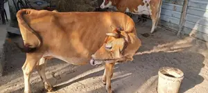 பால் மாடு