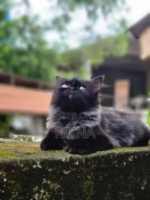 Siberian Kittens