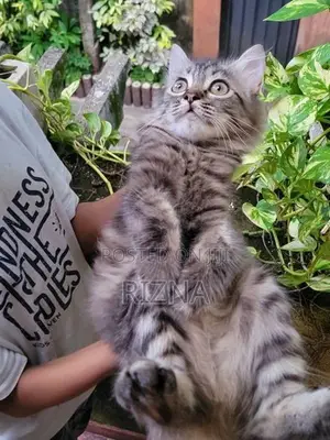 Siberian Kittens