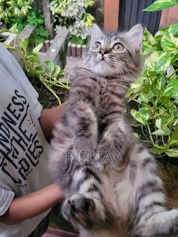 Siberian Kittens