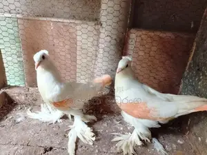 nirogimath chaina boot sathun atha