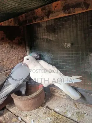 Pigeons