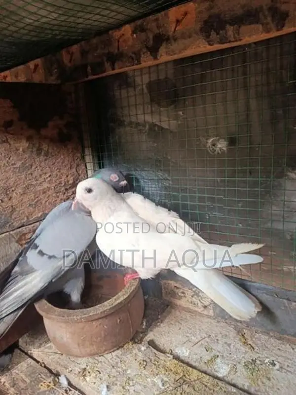 Pigeons