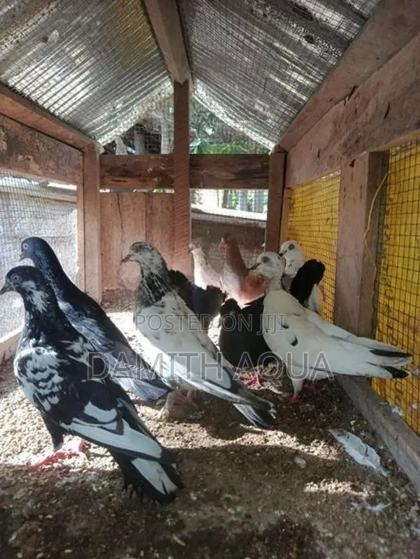 Pigeons