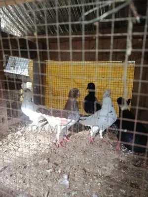 Pigeons