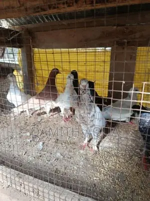 Pigeons