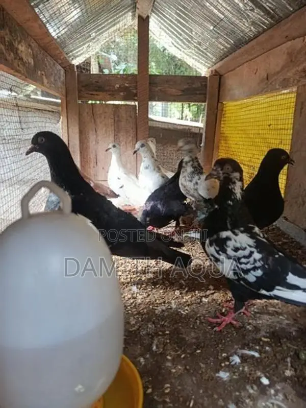 Pigeons