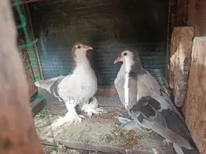 show pigeon