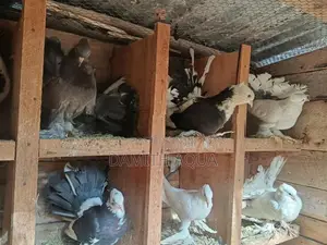 show pigeon