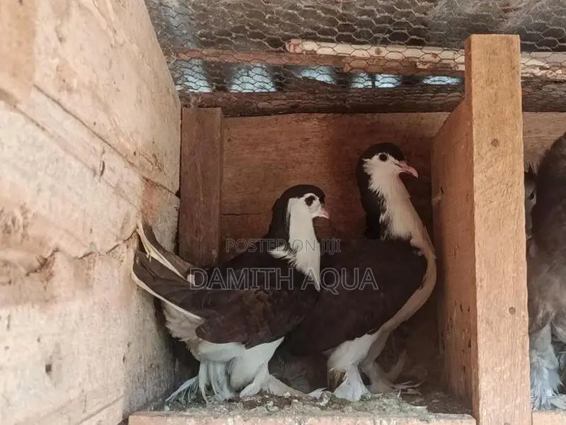 show pigeon