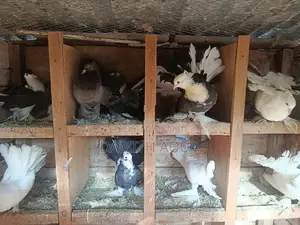show pigeon