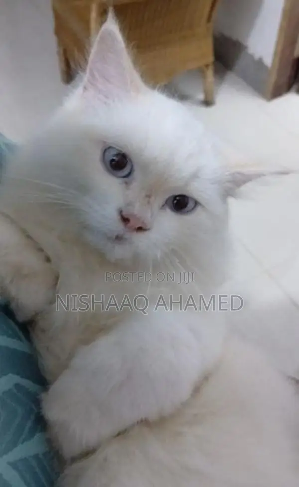 light blue eyes full persian cats
