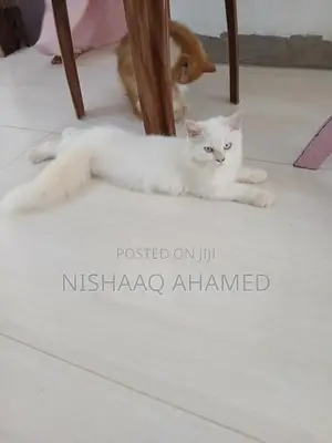 light blue eyes full persian cats