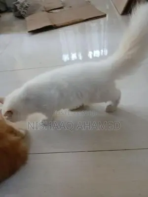 light blue eyes full persian cats