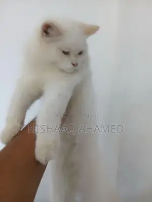 light blue eyes full persian cats