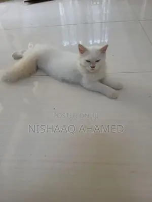 light blue eyes full persian cats