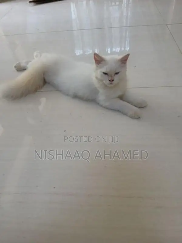 light blue eyes full persian cats