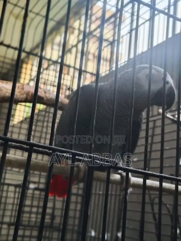 African Grey Parrot