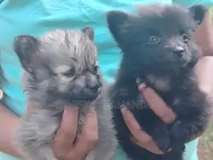 Lion Pomeranian Puppies