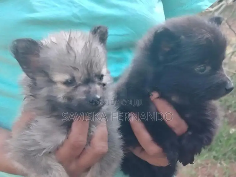 Lion Pomeranian Puppies