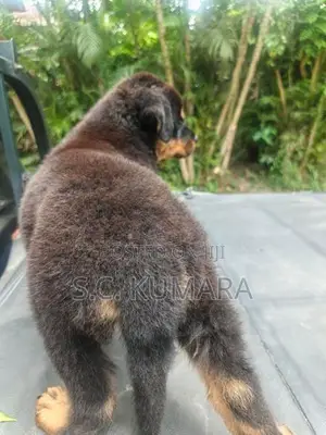 Rottweiler Puppy