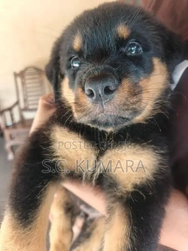 Rottweiler Puppy