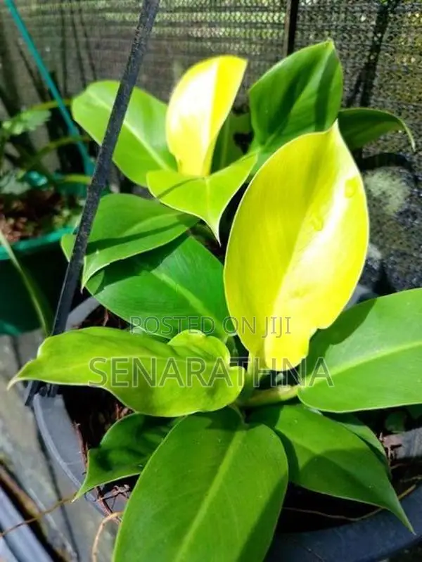 Ornamental Plants