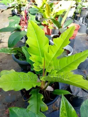 Ornamental Plants