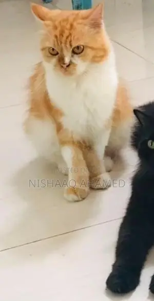 pregnant persian cat