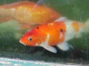 Jumbo Size Premium Koi Fish (17+ Inches)