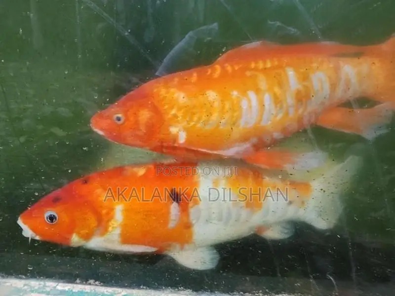 Jumbo Size Premium Koi Fish (17+ Inches)