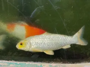 Jumbo Size Premium Koi Fish (17+ Inches)