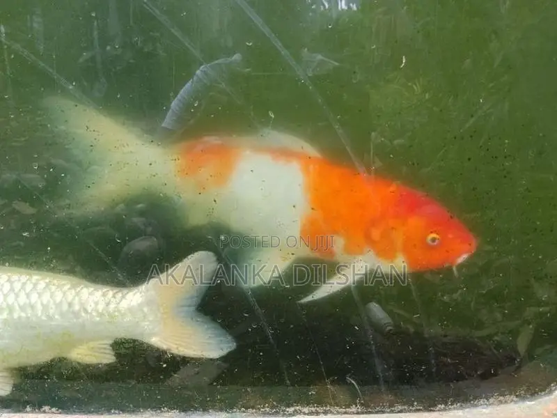 Jumbo Size Premium Koi Fish (17+ Inches)