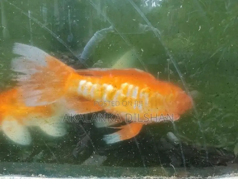 Jumbo Size Premium Koi Fish (17+ Inches)