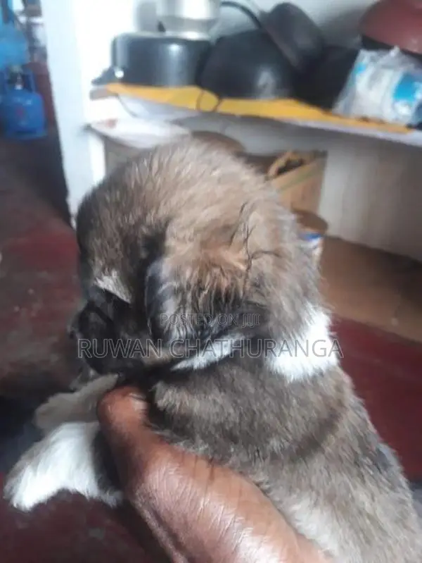 Shih Tzu Puppies