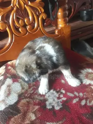 Shih Tzu Puppies