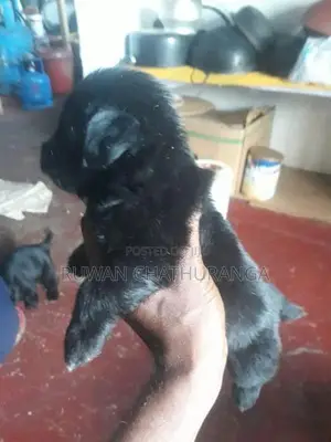 Shih Tzu Puppies