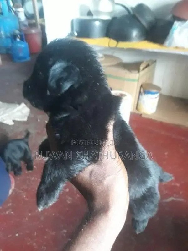 Shih Tzu Puppies