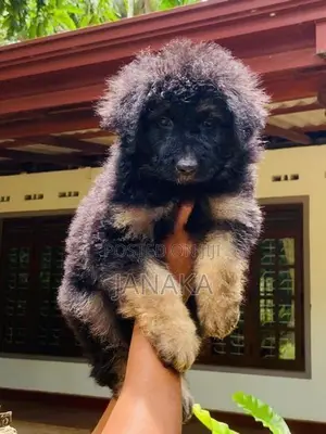 German Shpered Puppy