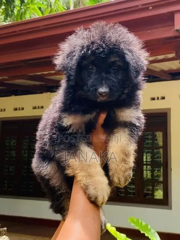 German Shpered Puppy