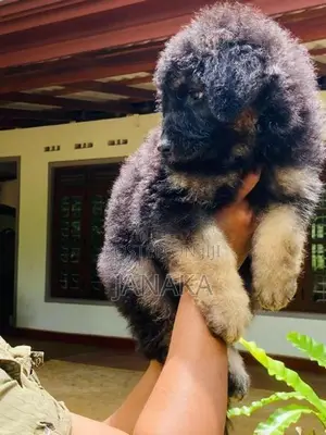 German Shpered Puppy