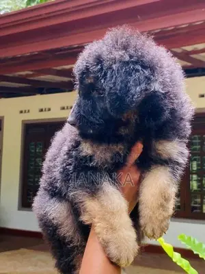 German Shpered Puppy