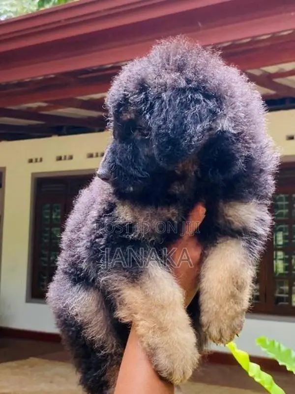 German Shpered Puppy