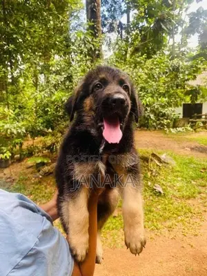 German Shpered Puppy