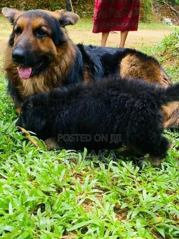 German Shpered Puppy