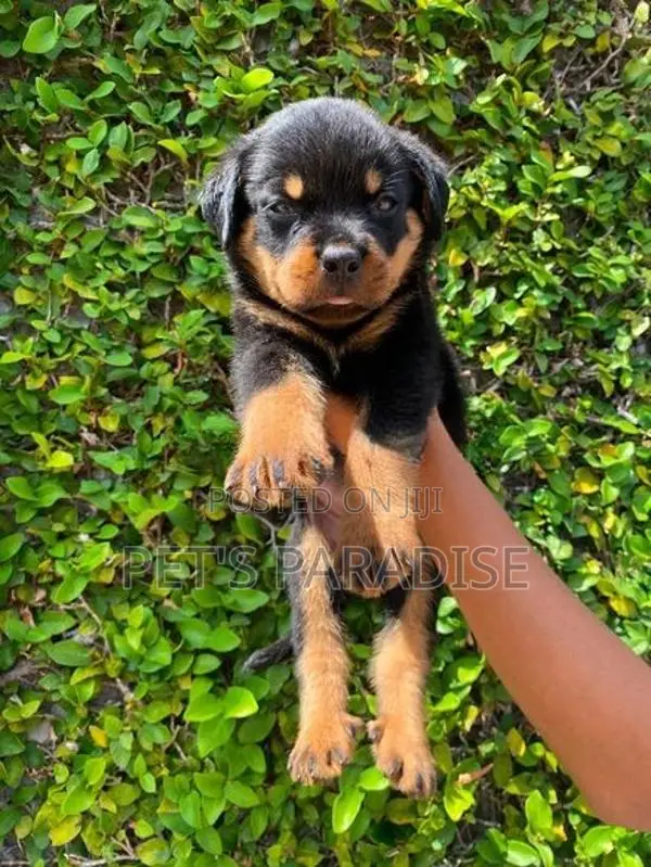 Rottweiler Puppy